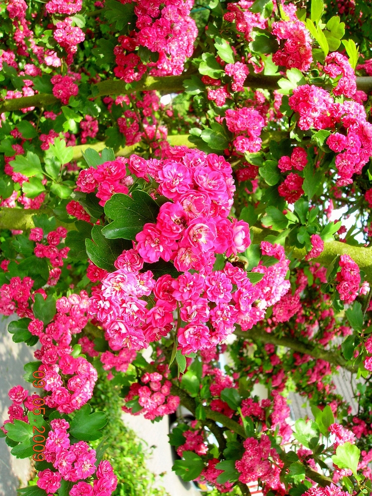 所有野生的银杏树,中国10大银杏树