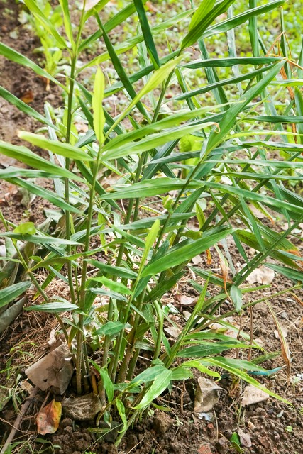 家备生姜,小病不慌,什么意思呢?一起来听听呗