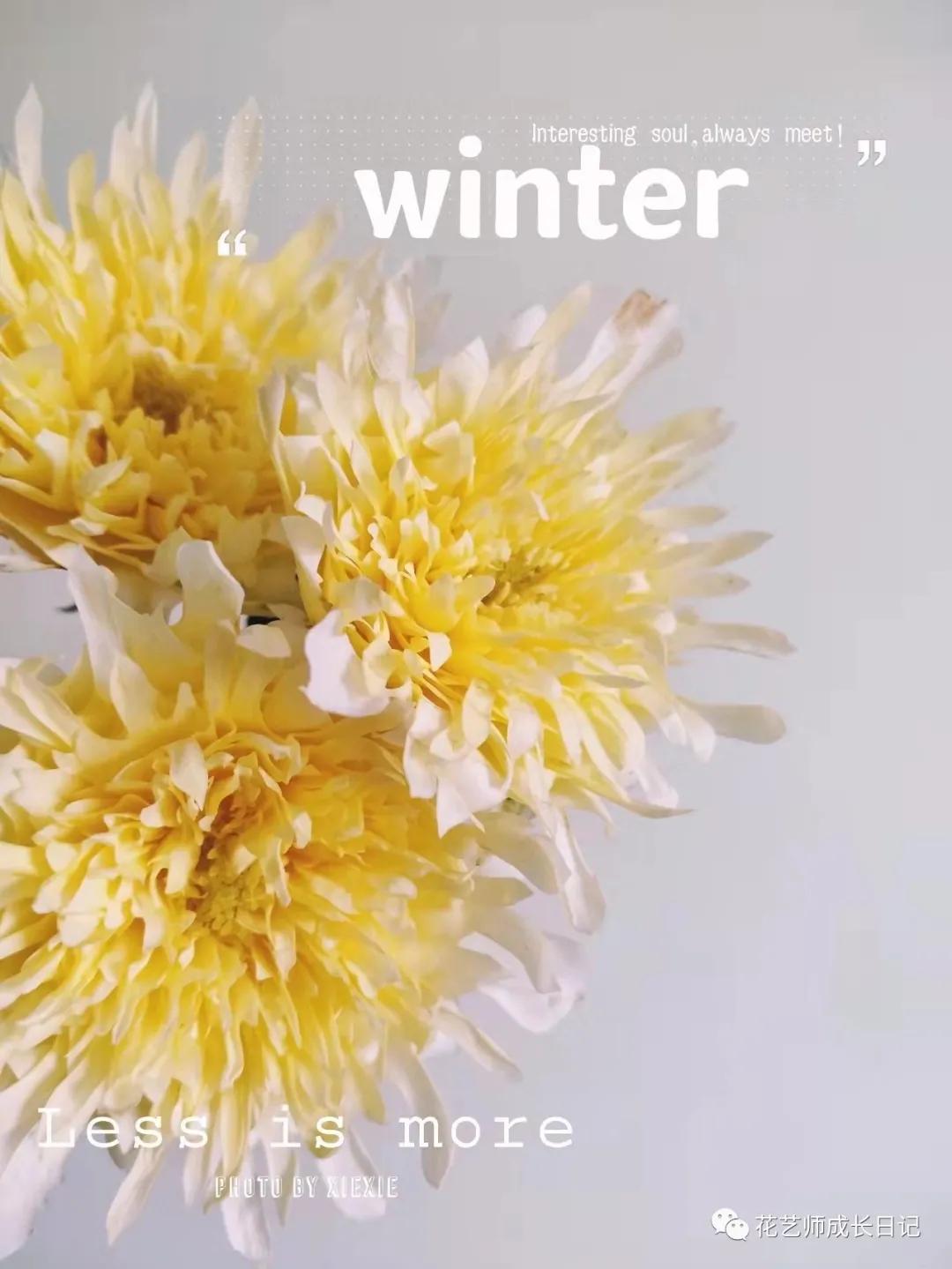 100朵玫瑰vol.50|烟花波浪玫瑰，菊里菊气，花开如烟火