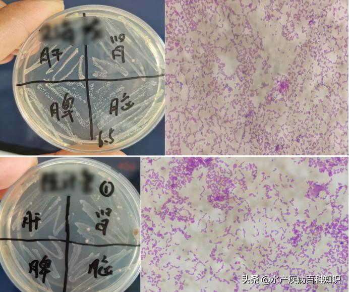 罗非鱼链球菌病治疗措施,罗非鱼感染链球菌病发病原因