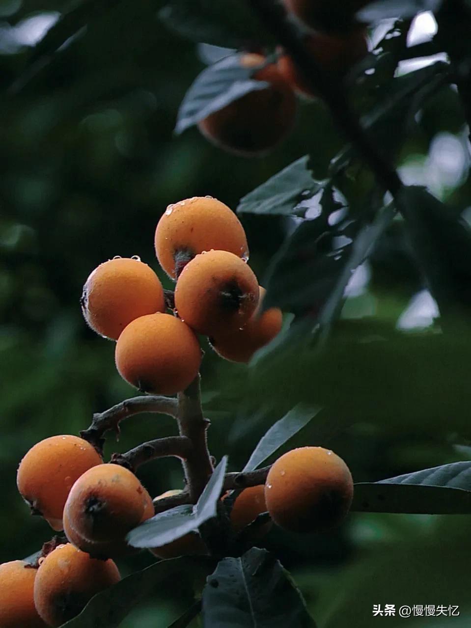 关于初夏美好的诗词佳句,初夏一抹嫣红沐浴暖阳诗词