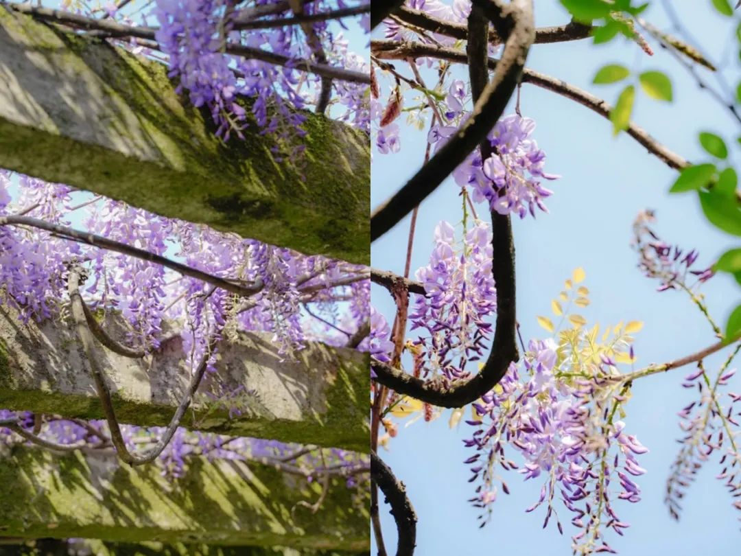 听我的，四月的杭州才是浪漫天花板。