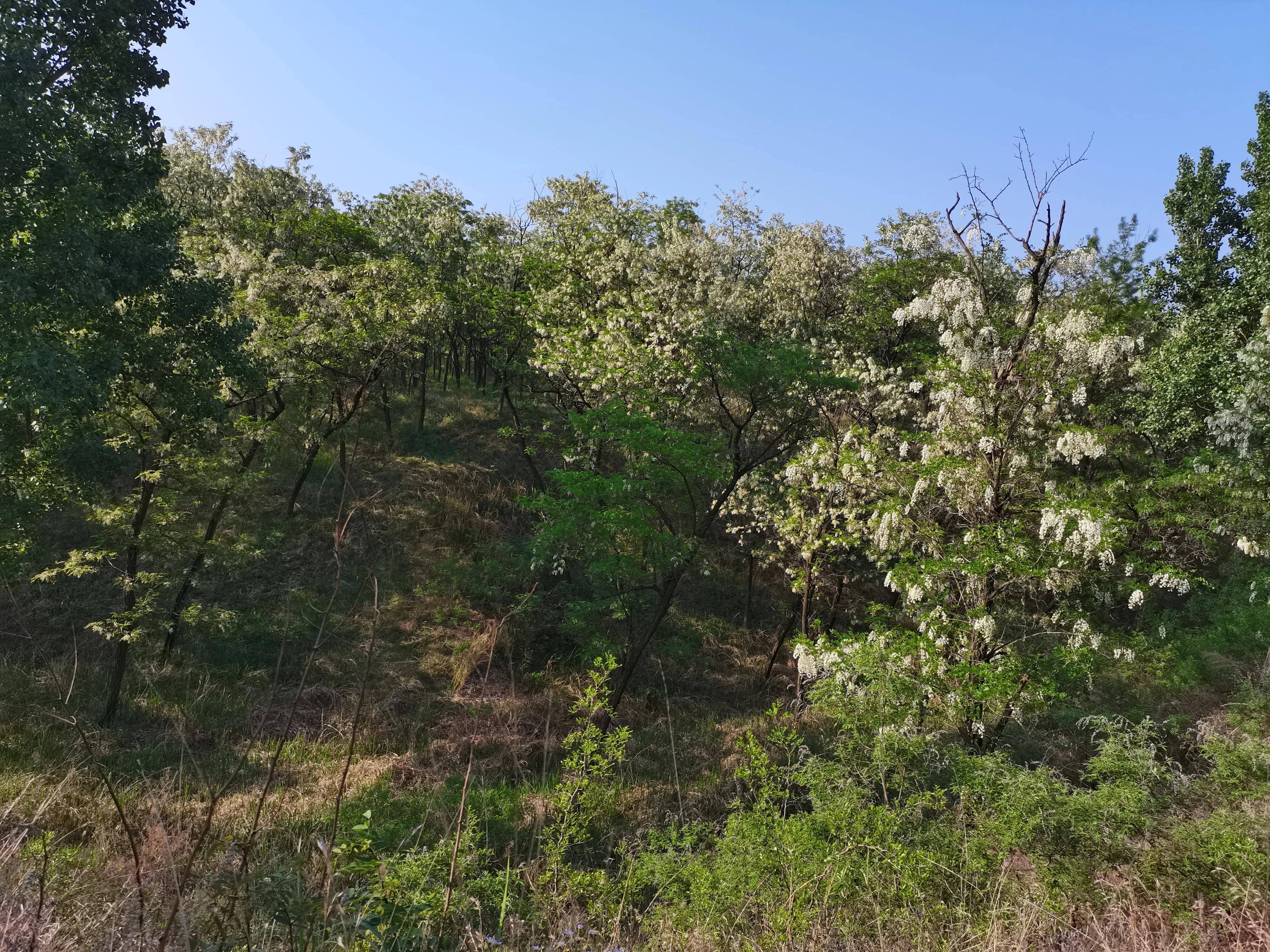 酸枣叶制茶做法,山上的野生酸枣叶可以采摘做茶吗