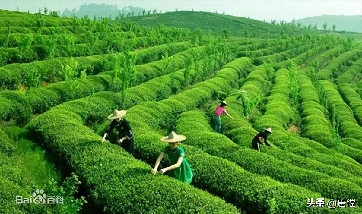 浙江景宁惠明茶价格,景宁惠明茶是绿茶吗