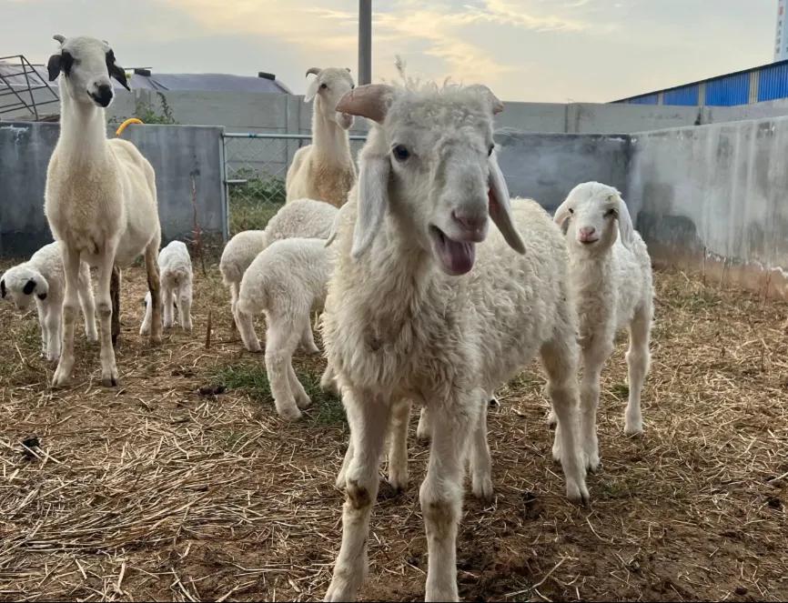 羊发热怎样治疗养羊常见病,养羊常见50种病