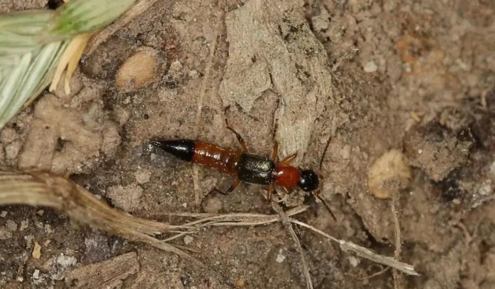 皮肤被隐翅虫毒液灼伤,隐翅虫毒液灼伤几个小时怎么处理