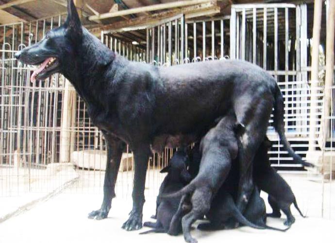 美国斗牛犬咬死女主人,1998年温顺杂交犬将主人折磨致死