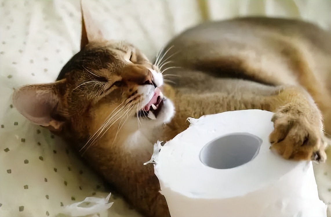 你不知道的养猫冷知识,养猫的10个小知识