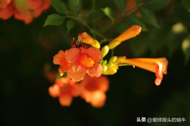 夏日里盛开的凌霄花,绚烂开放的凌霄花