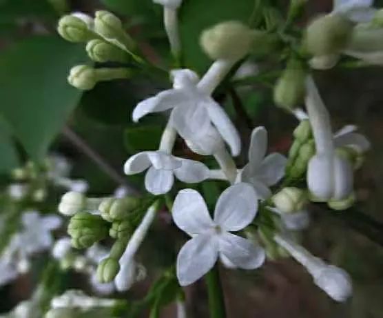 雨中妩媚的丁香花词句,雨中的丁香花写一段话
