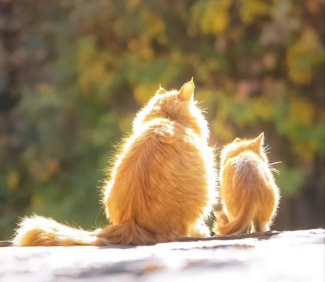 人被传染猫癣如何治疗,肤曲康治疗猫癣怎么样