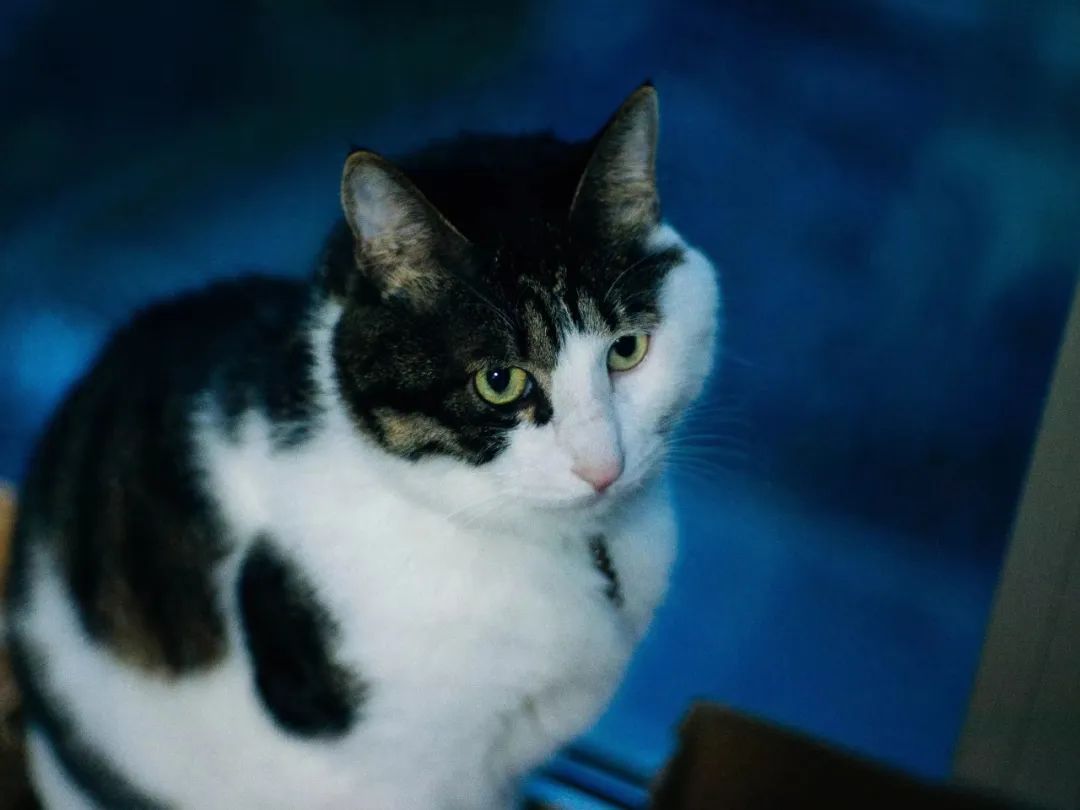 宠物市场的底层逻辑,关于宠物市场的市场分析