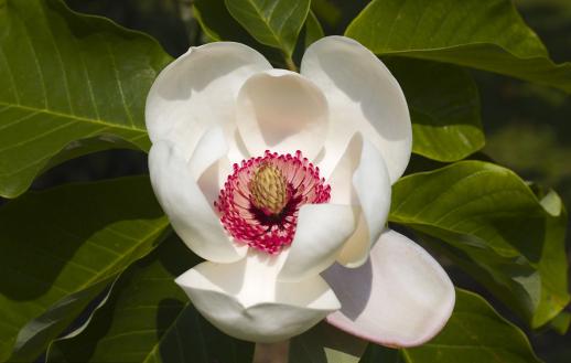 玉兰花园徽派园林,玉兰上海园林常用吗