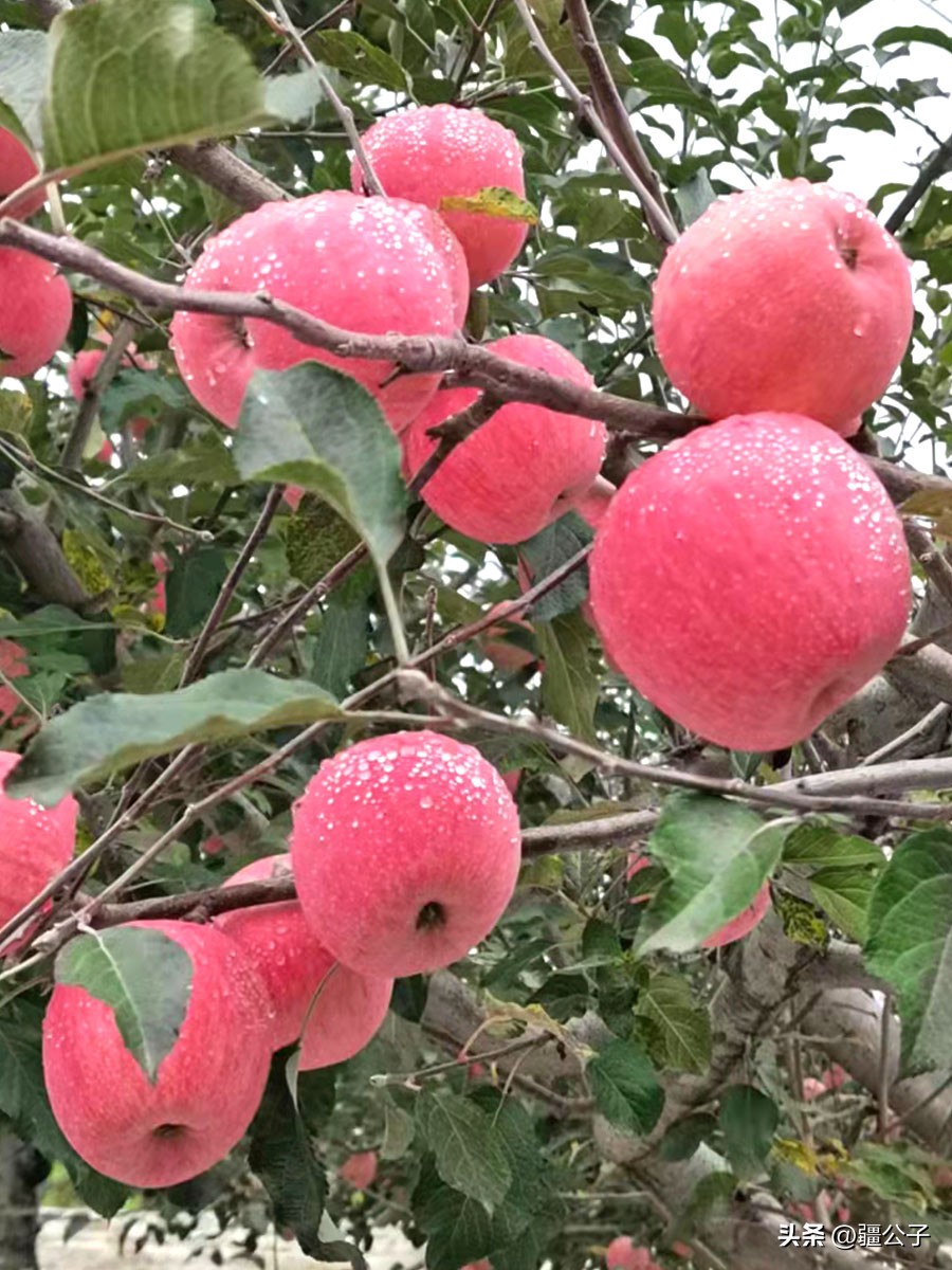 色香味俱全的甘肃苹果,红艳艳的让人看着流口水