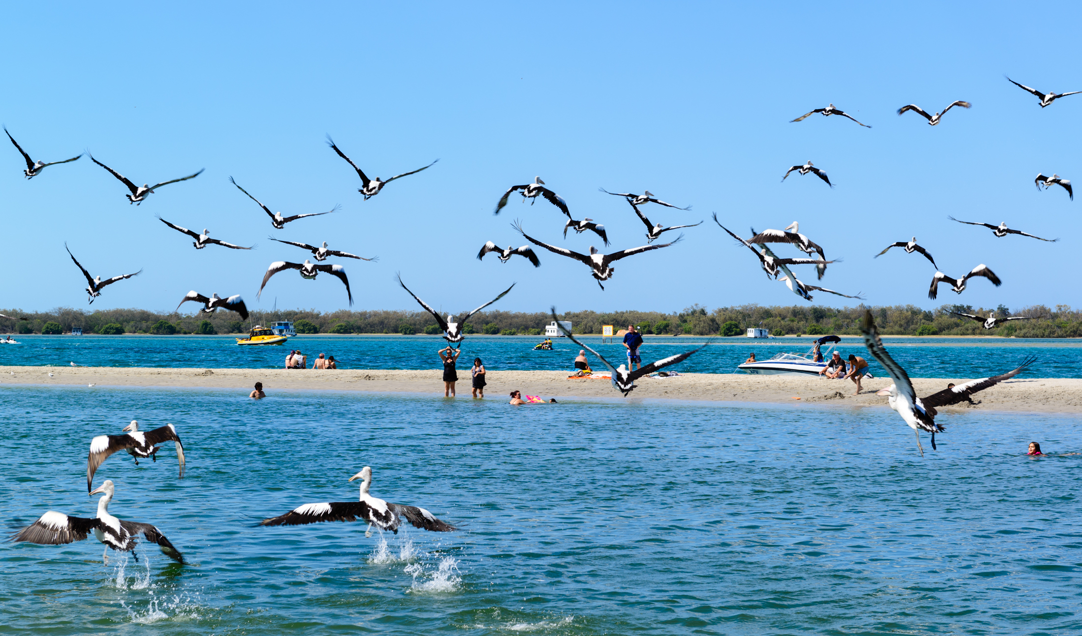 澳洲黄金海岸喂鹈鹕,澳洲海边鹈鹕