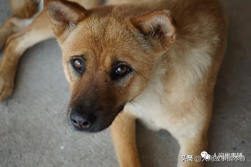 那个因“猥亵”女童而被村民打死的老光棍