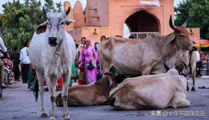 印度最好吃的牛粪饼,牛屎饼印度