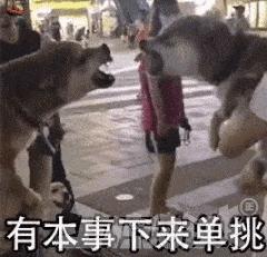 搞笑gif谁这么有才把车开上房顶了,搞笑gif段子这车开出去也太拉风了