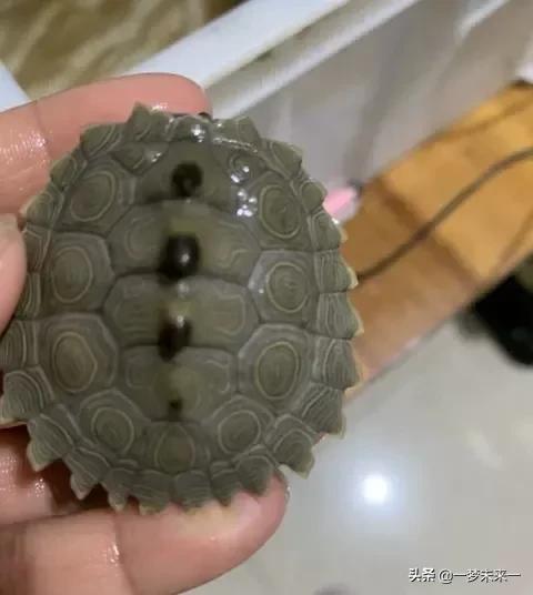 养二哈龟,二哈地图龟