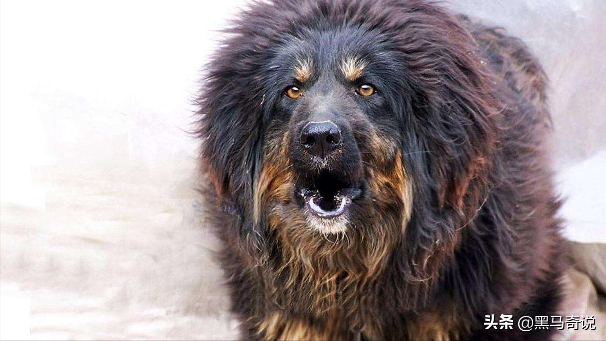 濒临灭绝藏獒,藏獒濒临灭绝