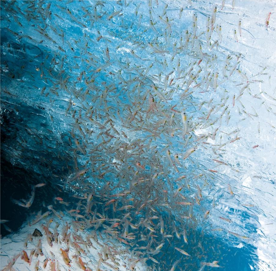 中国南极磷虾金矿,全球南极磷虾资源