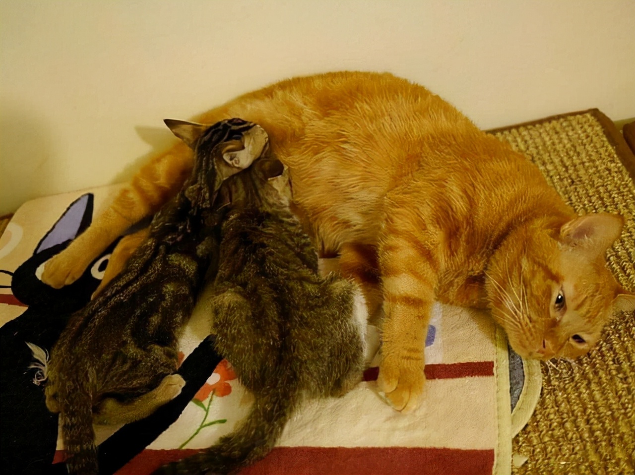 猫咪围着小橘猫,小橘猫肚子鼓鼓的还要喝奶