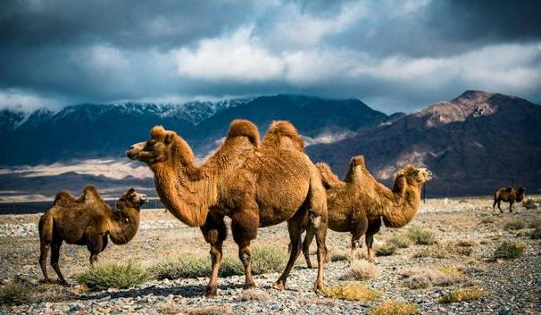 驼奶真的和假的怎么辨别,驼奶真假鉴别
