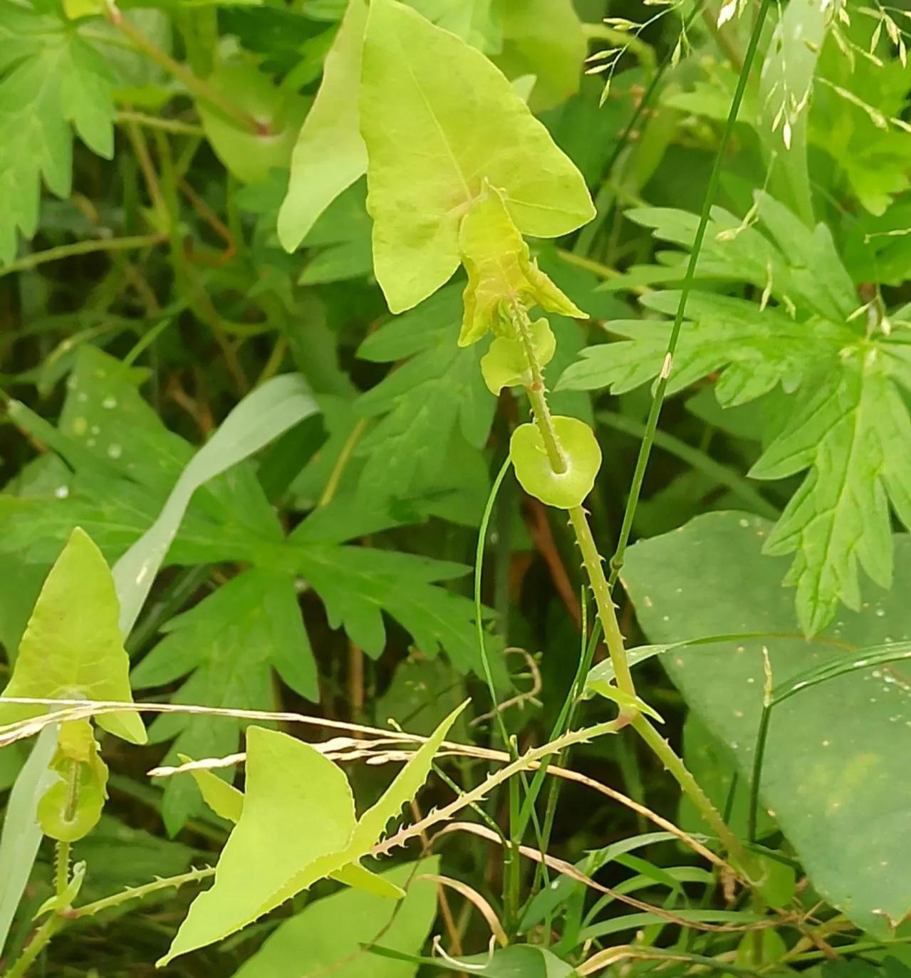 蛇最怕的植物和草,蛇最怕的几种动物分别是谁