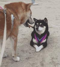 中国人下南洋如何白手起家,白手起家的人特征