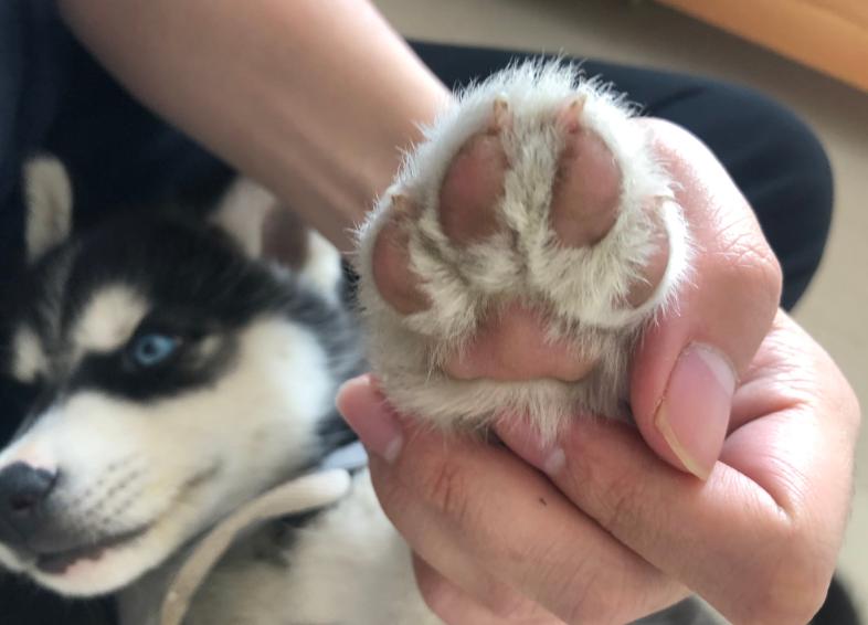 养狗的十大原则,家里养狗真能旺家吗