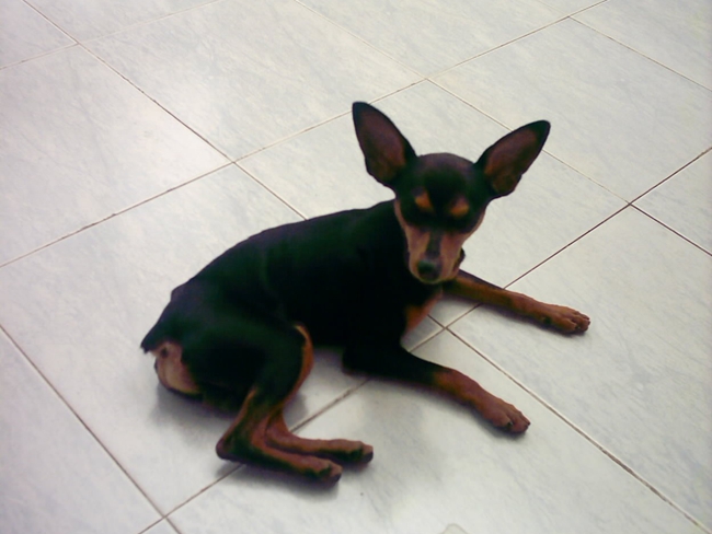 小鹿犬身上老出小包溃烂后没毛,小鹿犬身上一块一块的掉毛