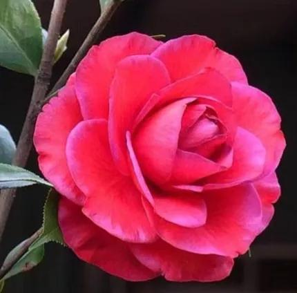 大海伦茶花是复色吗,大海伦山茶花品种介绍