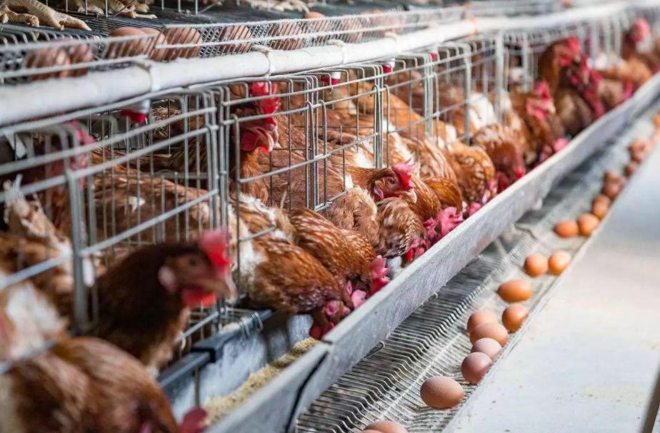 我家隔壁养鸡场臭气熏天怎么办,养鸡场臭气怎么消除