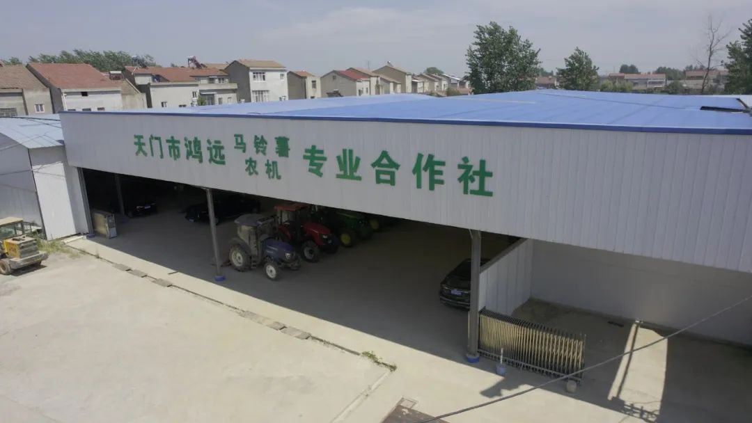 一只薯种出万元田！“*党**建+特色农业”让资源贫乏村“点”亮“薯”光大道