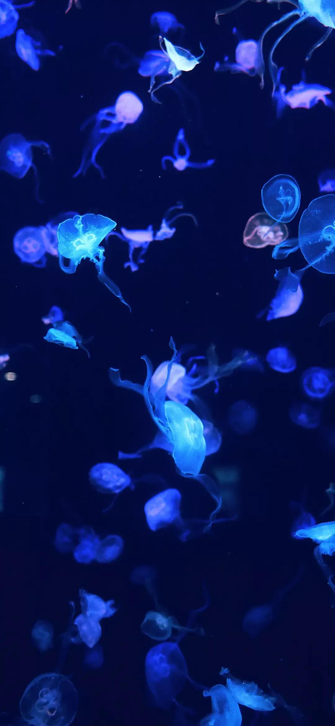 海底世界高清大图壁纸,手机动态海底世界鱼壁纸