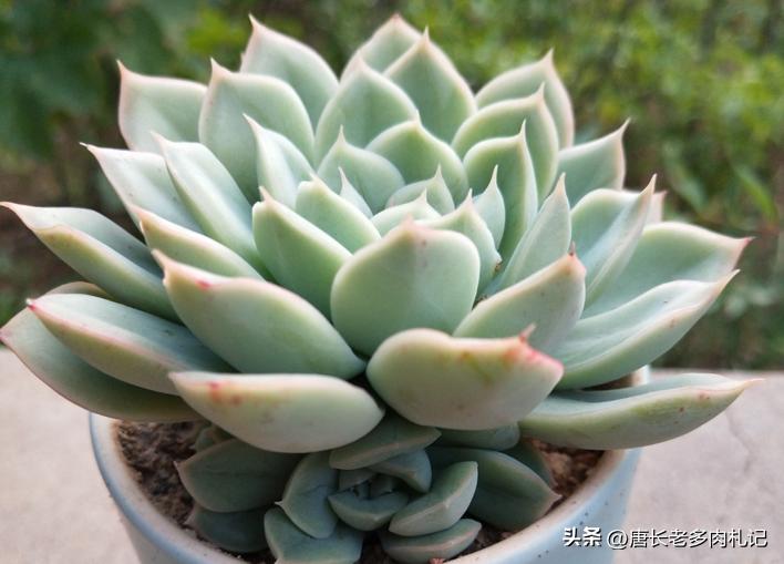 多肉月亮仙子突然烂了是怎么回事,多肉月亮仙子和静夜的区别