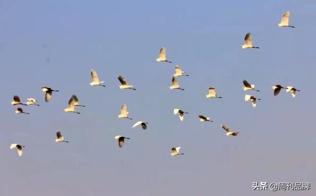 石川河畔生态美天蓝水碧白鹭飞
