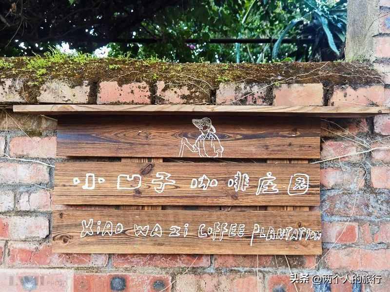 从普洱茶到古树茶的感悟,好喝普洱咖啡