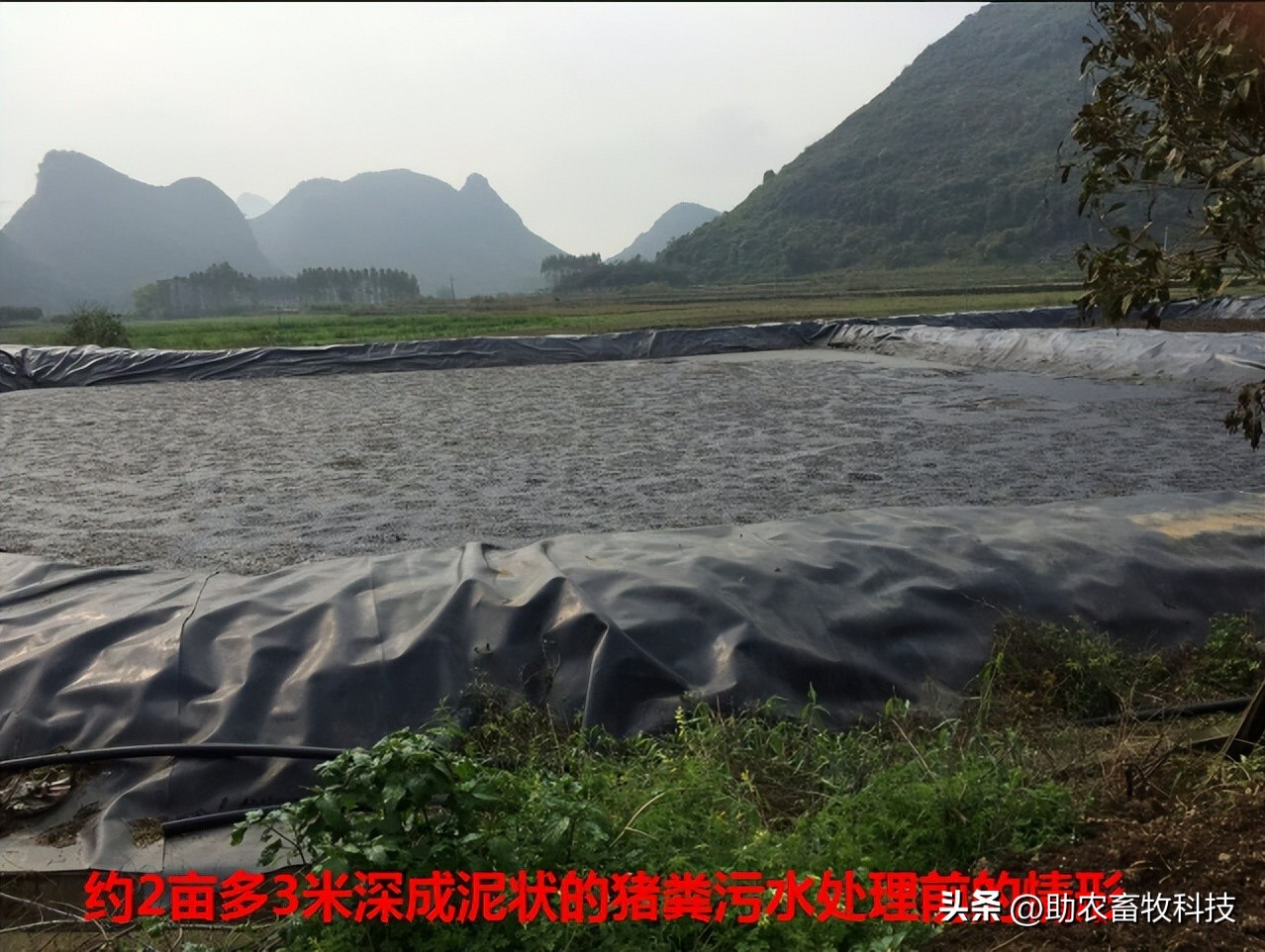 如何提高育肥羊经济效益,育肥猪养殖项目目的是什么