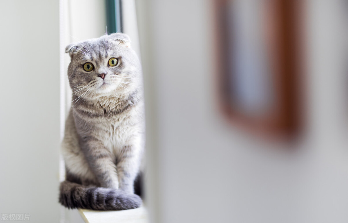 猫能喝哪些牛奶,猫可以喝的牛奶是什么