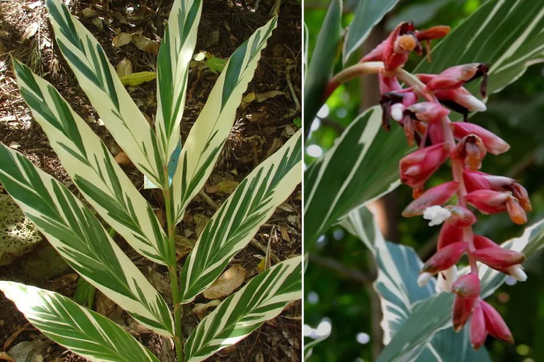 12种香料及分量,姜科植物的香料有哪些