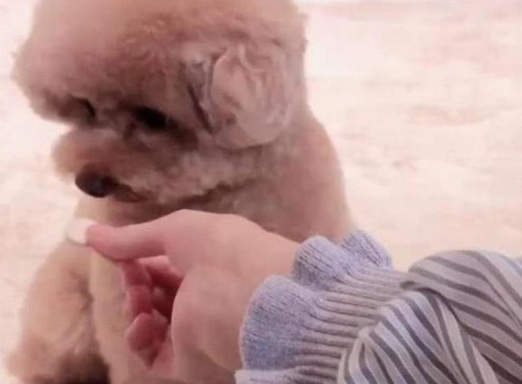 泰迪狗狗拉稀带有血是怎么回事,泰迪狗狗拉稀能自愈吗