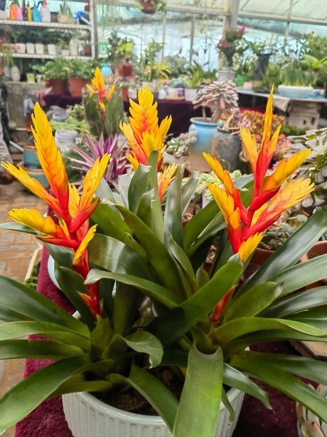 刚买来的盆栽怎么护理好,春季是给各种盆栽换盆的最佳时间