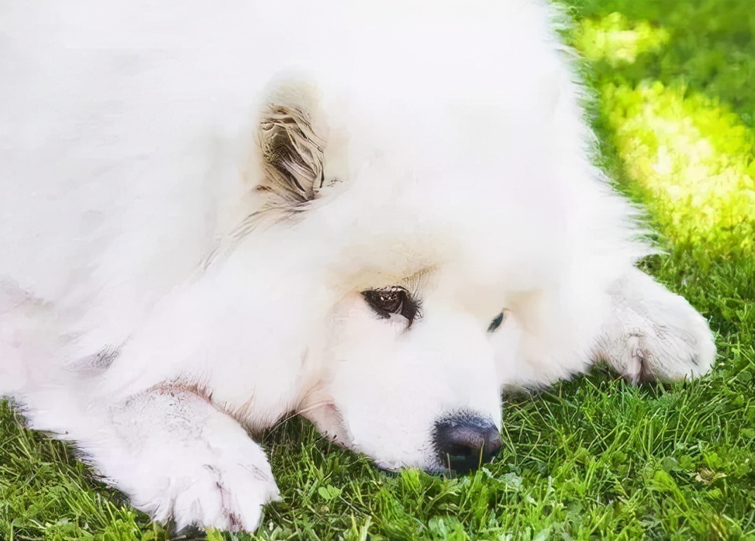 双色球开奖的结果,萨摩耶犬多少钱一只广安