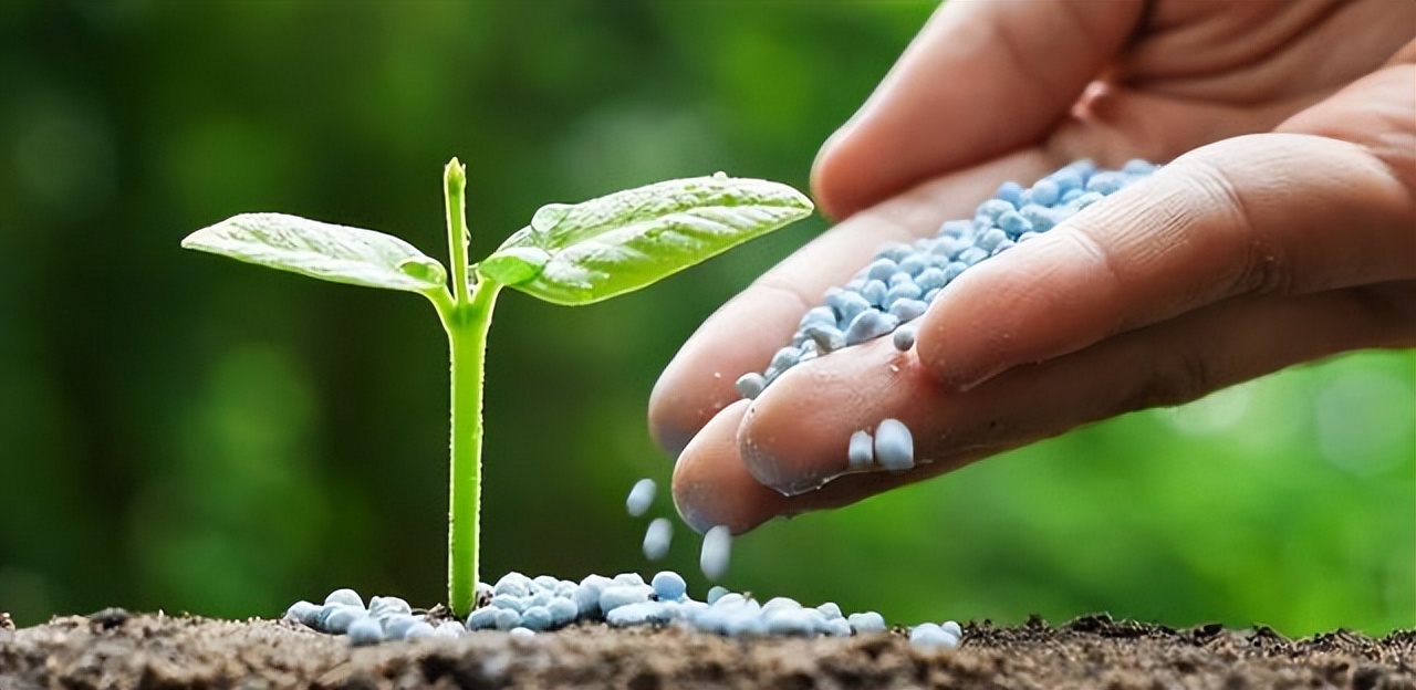 老年人就喜欢花花草草,老年花花草草