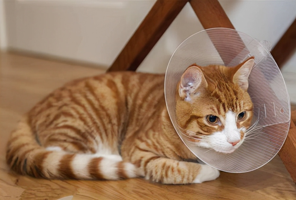 猫不吃不喝怎么办还吐黄色液体,猫抽搐然后吐黄色液体