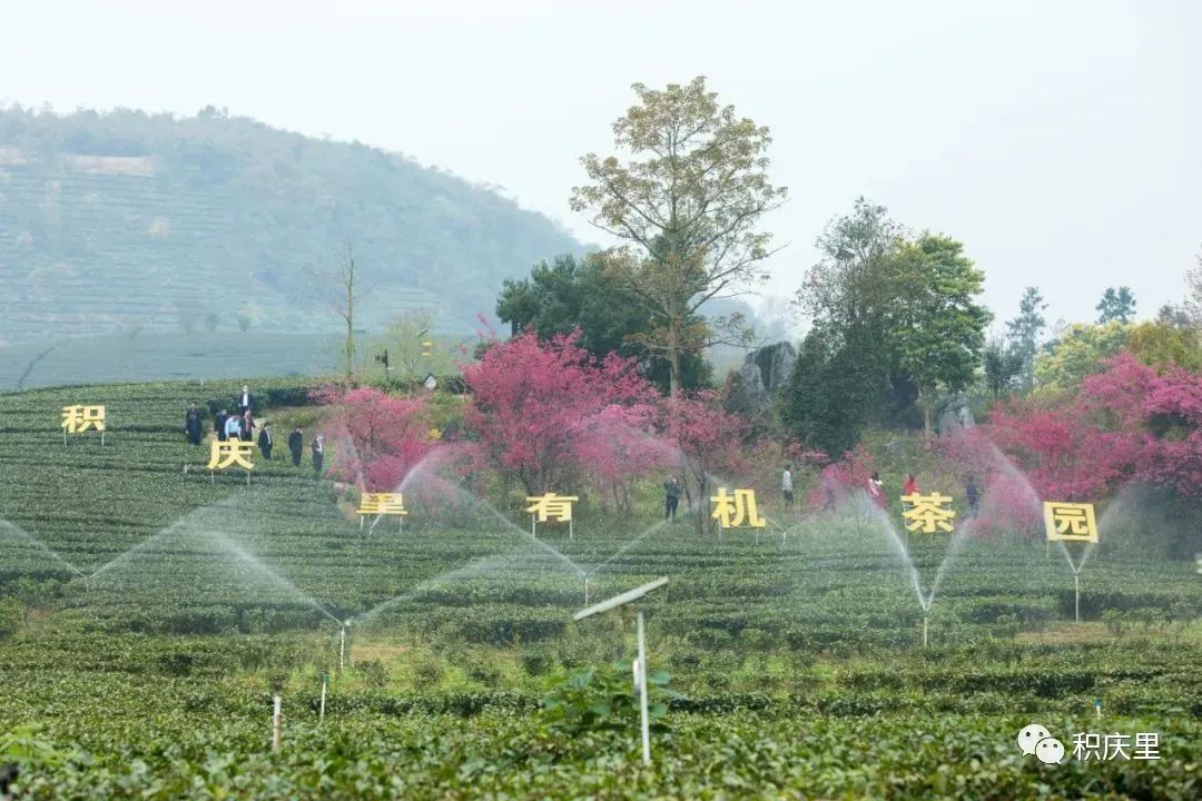 樱花烂漫，没有人会拒绝的粉色浪漫！