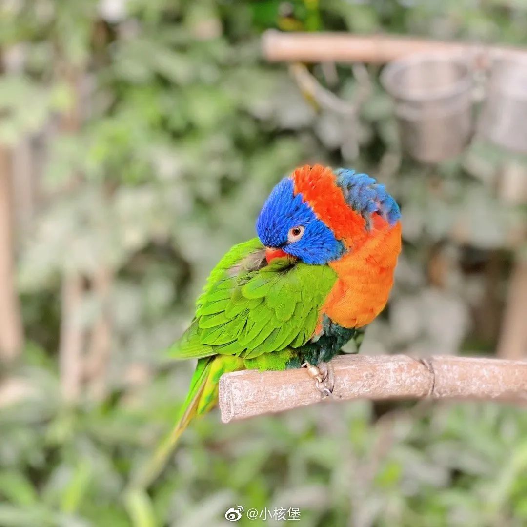 北京植物园的赏花的最好时节,西山秘境惊艳北京的植物