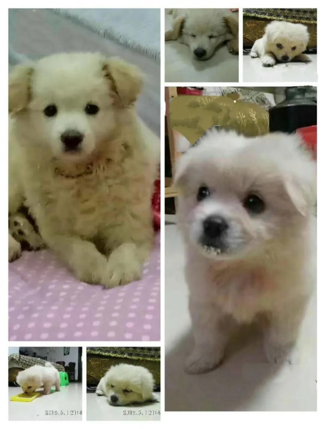 一只狗狗的自述故事金毛,一只狗狗完整内心独白