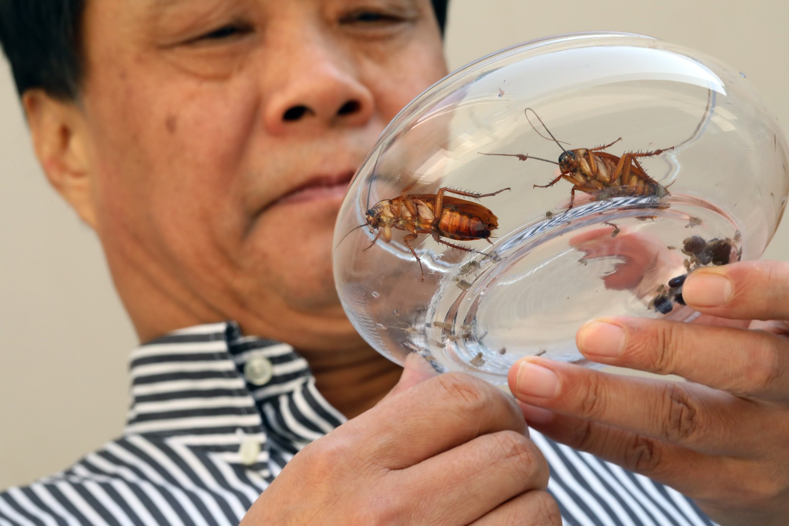 餐厨垃圾养殖蟑螂怎么拿补贴,山东养殖蟑螂解决餐厨垃圾